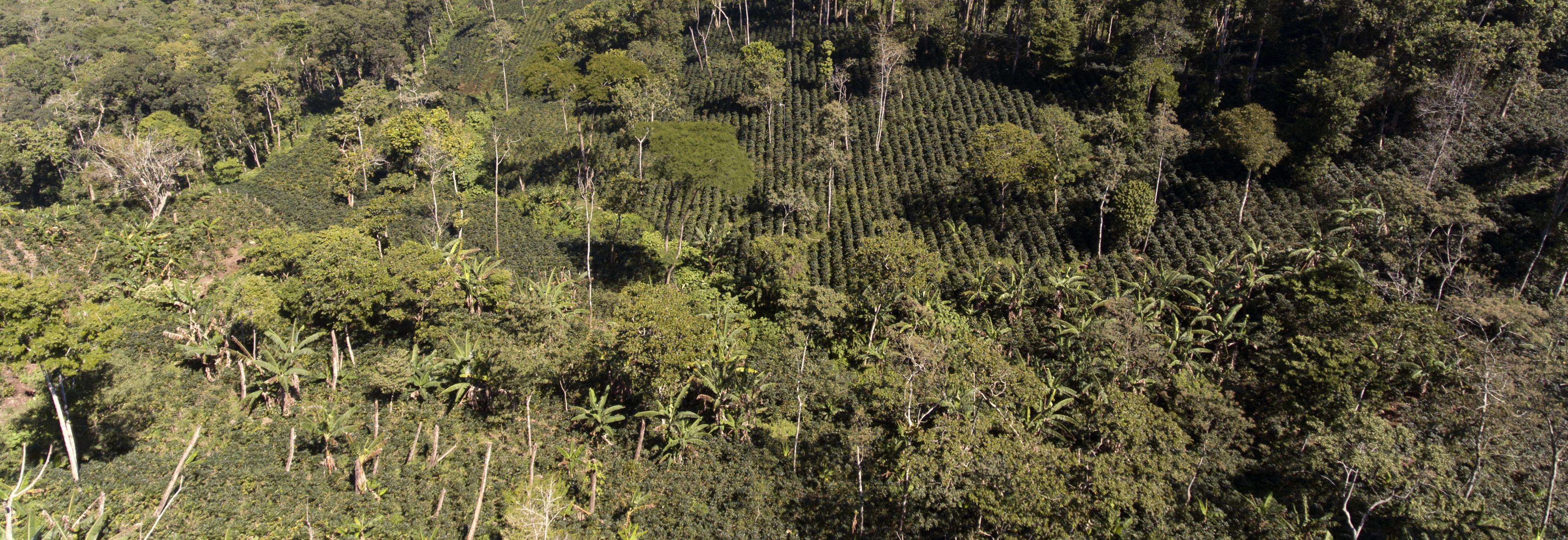 Coffee plantation seen from a drone in Nicaracgua © Giuseppe Cipriani for UTZ