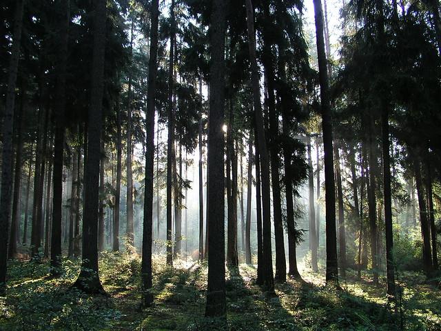 Natural forest © Forest Stewardship Council, Milan Reíka