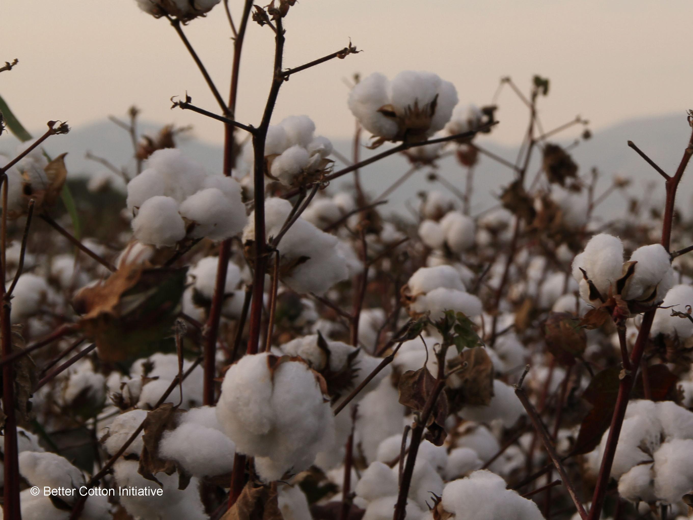 Cotton field at sunset © Better Cotton Initiative