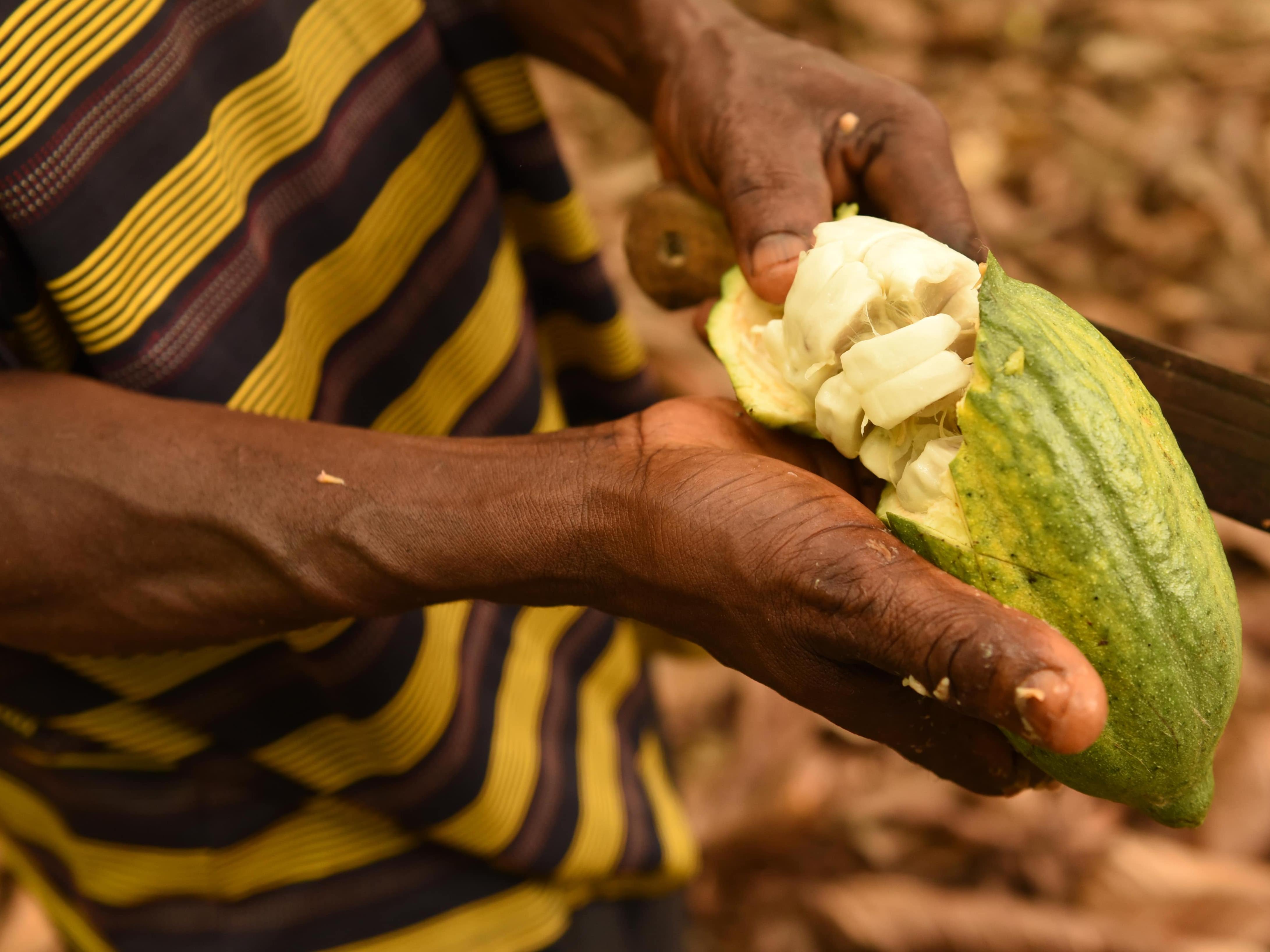 Cocoa, Ghana © Kate Fishpool for Fairtrade