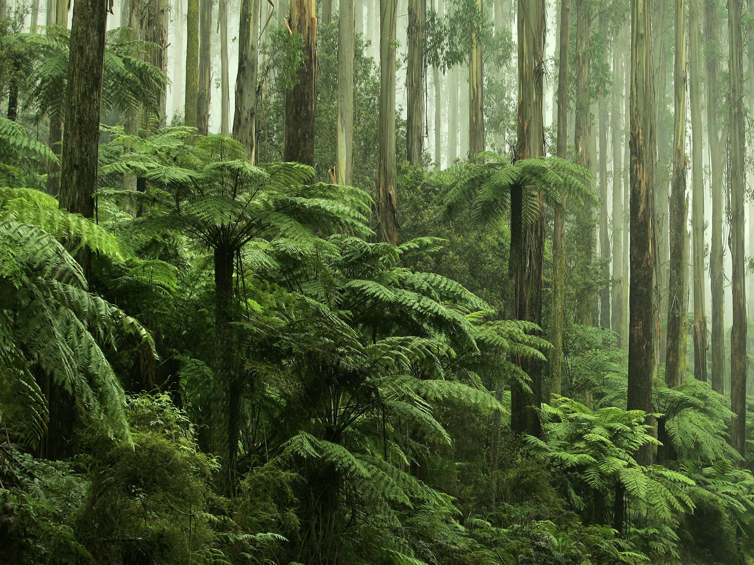 Ferns in Victoria, British Columbia, photo courtesy of Rainforest Alliance-min