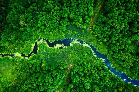 Blooming green algae in river, aerial view